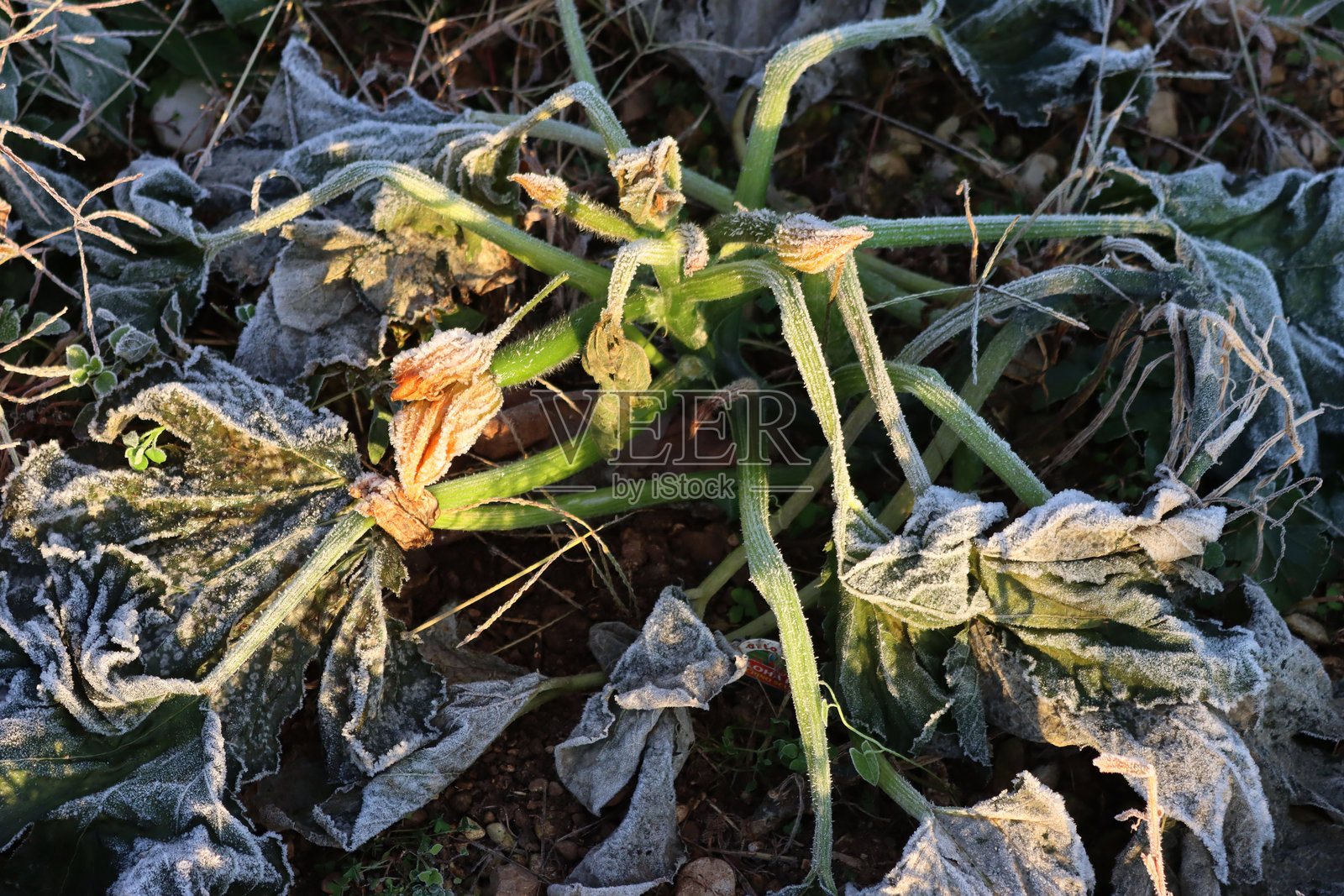 被霜覆盖的西葫芦植物。西葫芦(Cucurbita pepo)照片摄影图片