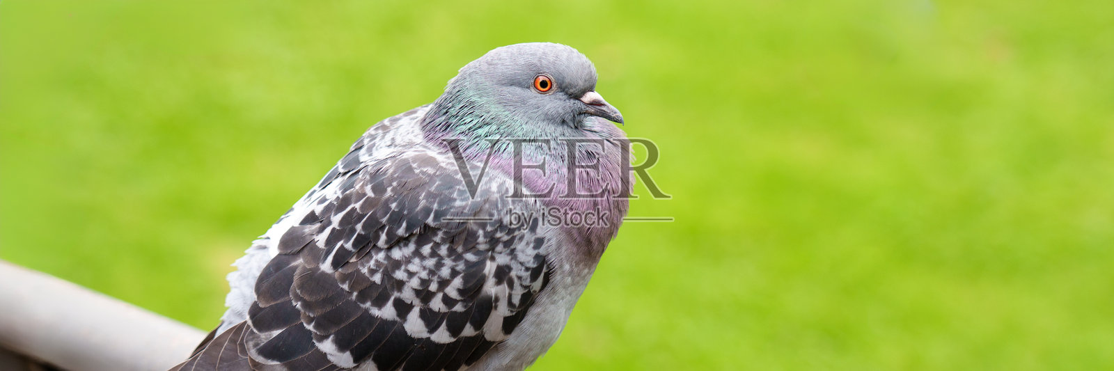 一只岩鸽(Columba livia)栖息在公园的金属栏杆上照片摄影图片
