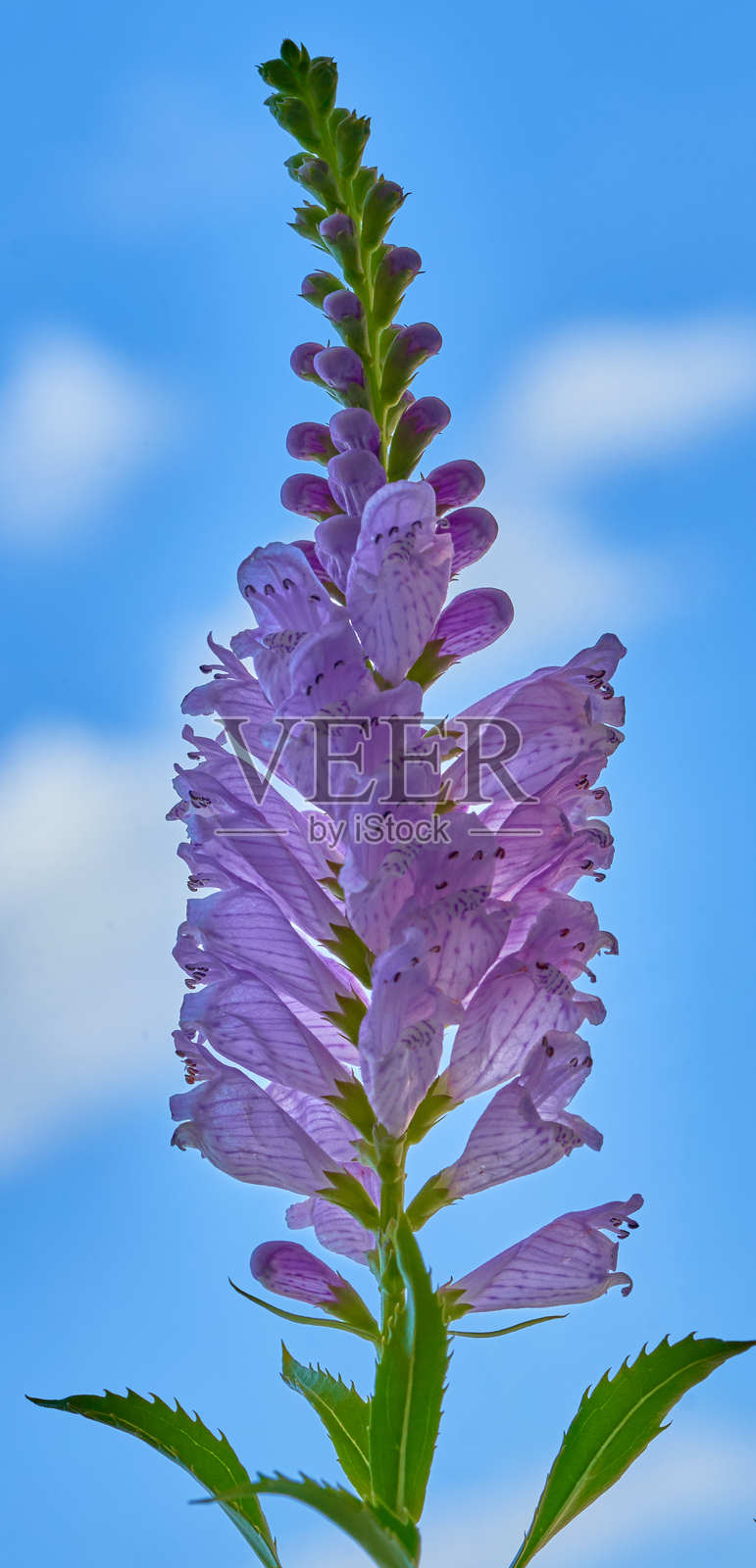 维吉尼亚假龙头花在公寓中生长照片摄影图片