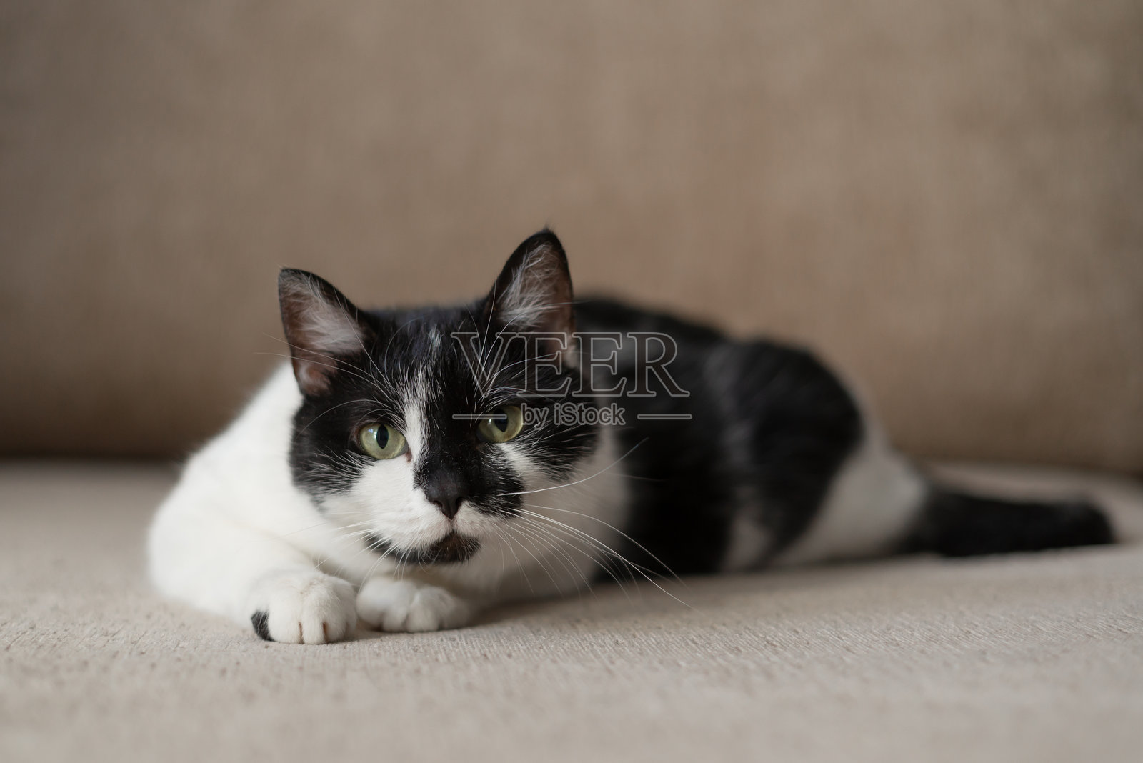 黑猫和白猫下午在家里的沙发上舒适地休息照片摄影图片