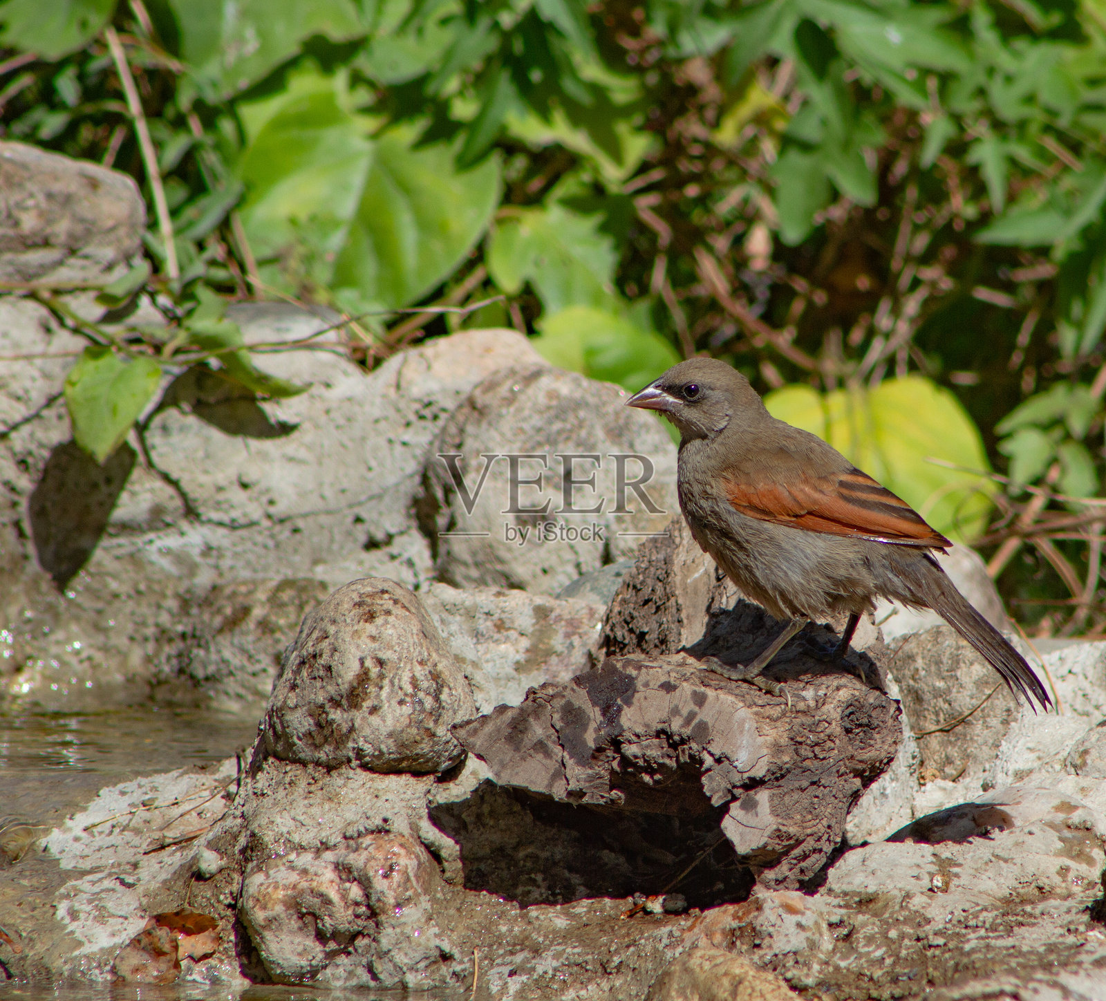 一只被称为黑鸟的雌性南美牛鹂(Molothrus bonariensis)照片摄影图片