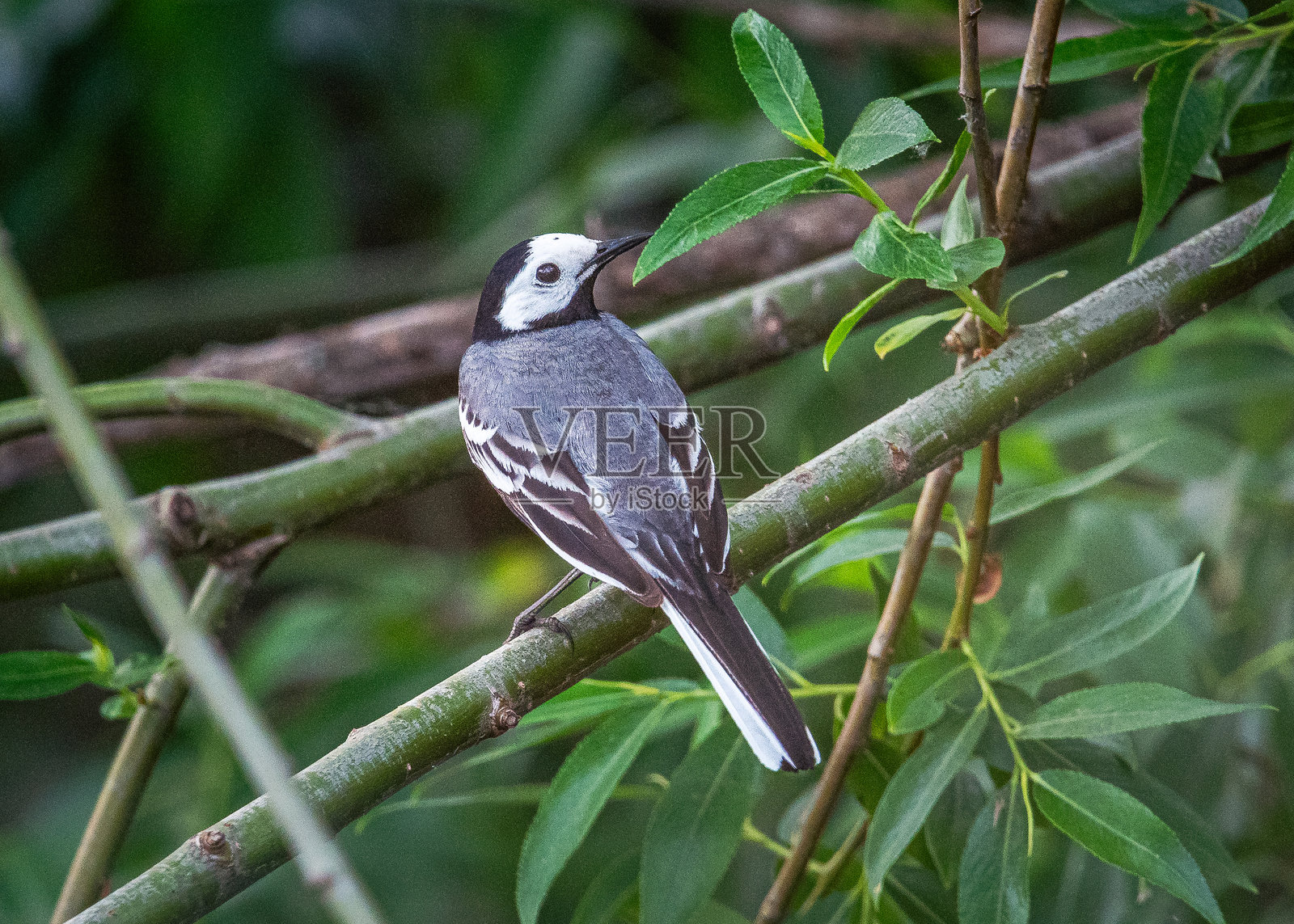 野生鸟类照片摄影图片