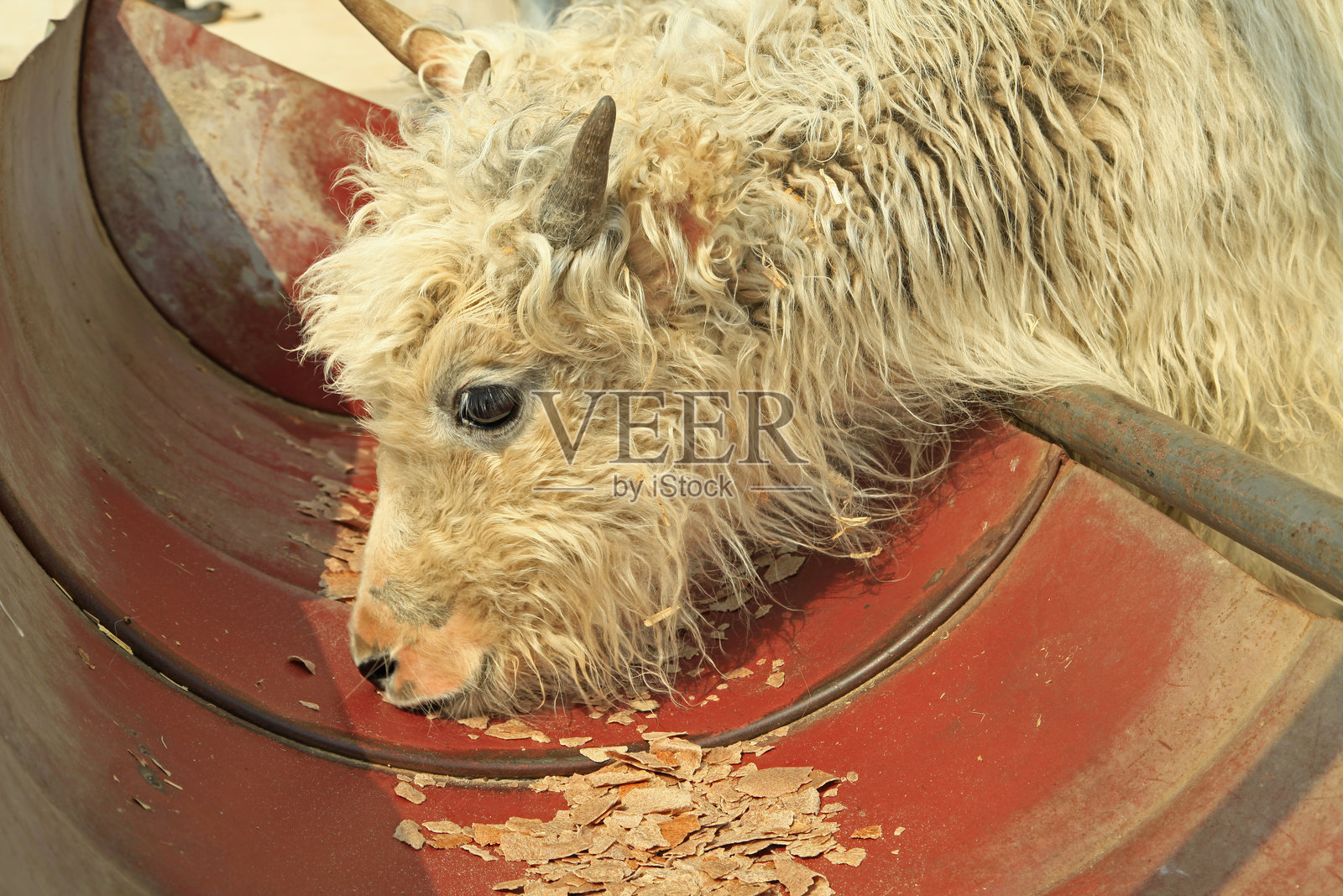 牦牛照片摄影图片