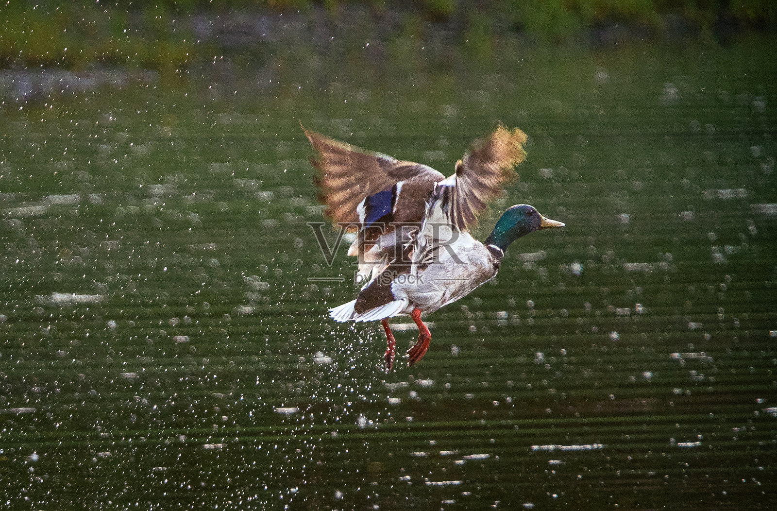 野鸭照片摄影图片