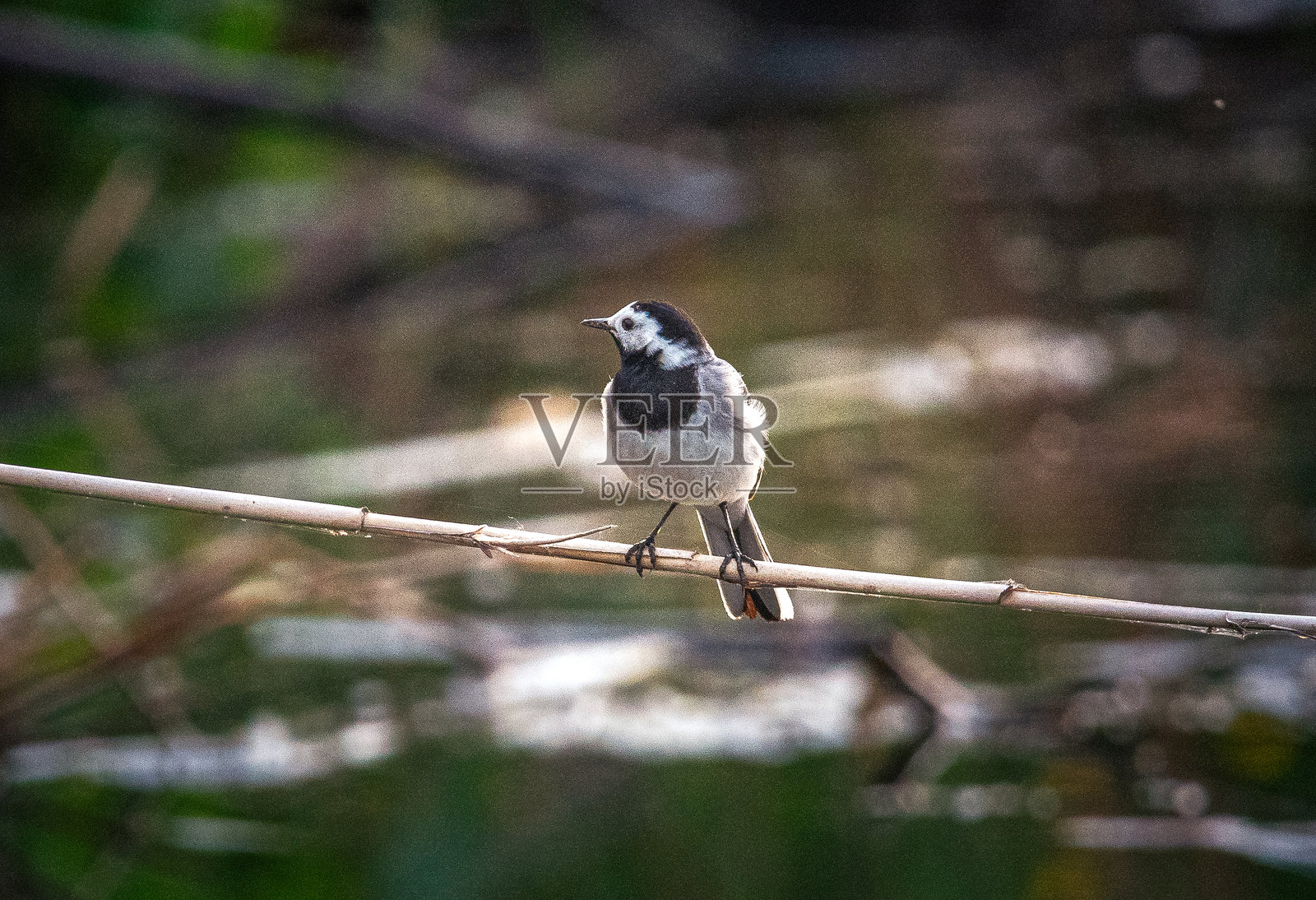 野生鸟类照片摄影图片