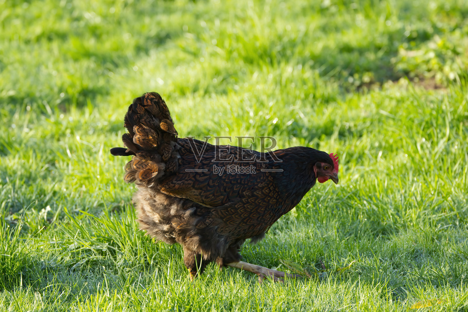 草地上漂亮的母鸡,早晨阳光下棕色的母鸡,湿草地上的母鸡照片摄影图片