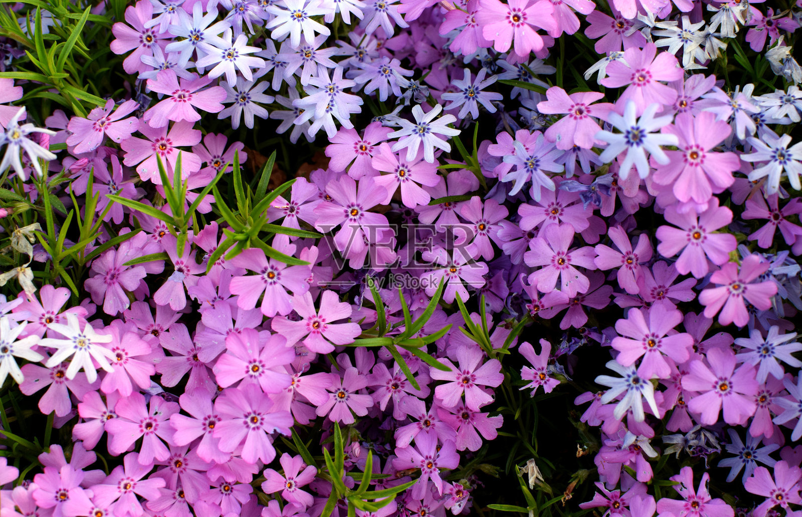 匍匐紫苑。鲜艳的粉色小花背景。适合露地栽培的花园花卉。照片摄影图片