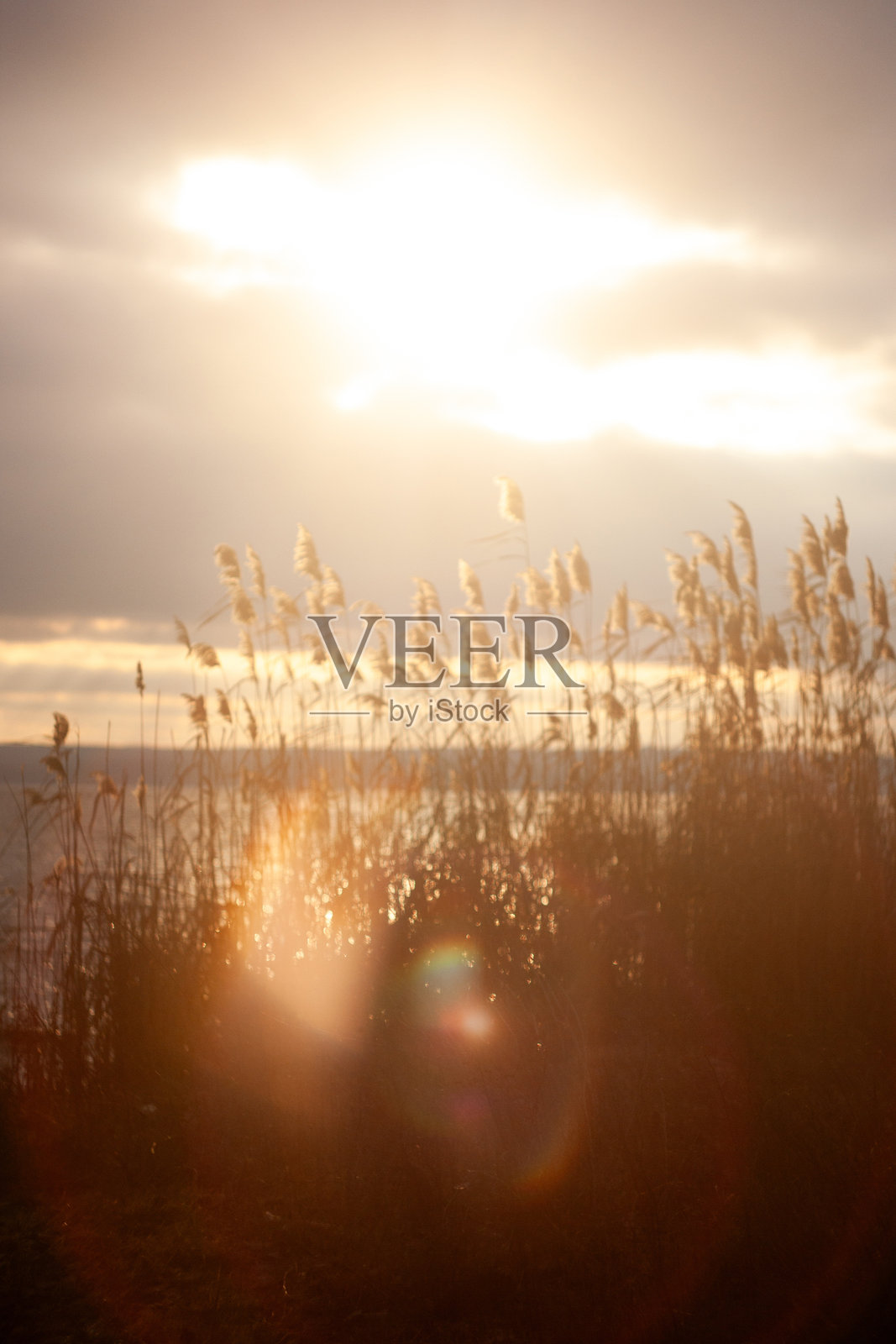 阳光透过草地洒下的草地照片摄影图片