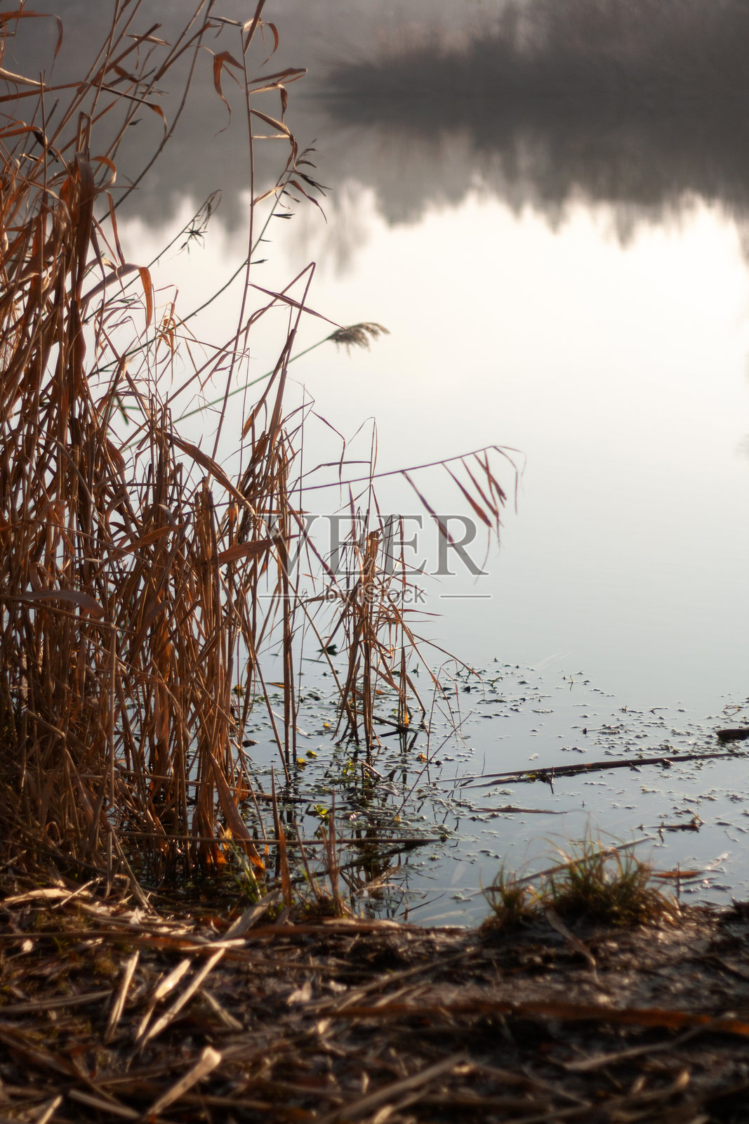 雾气弥漫的湖泊,背景中有芦苇。照片摄影图片