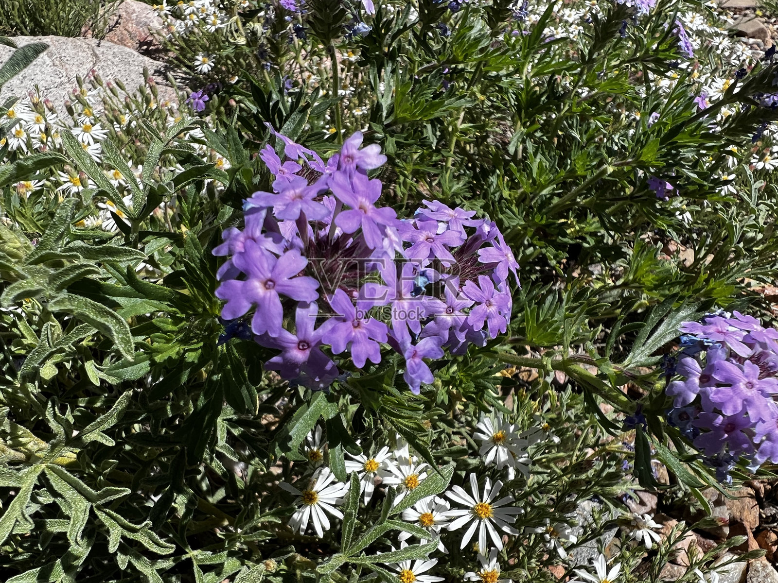盛开的紫色和白色花朵照片摄影图片