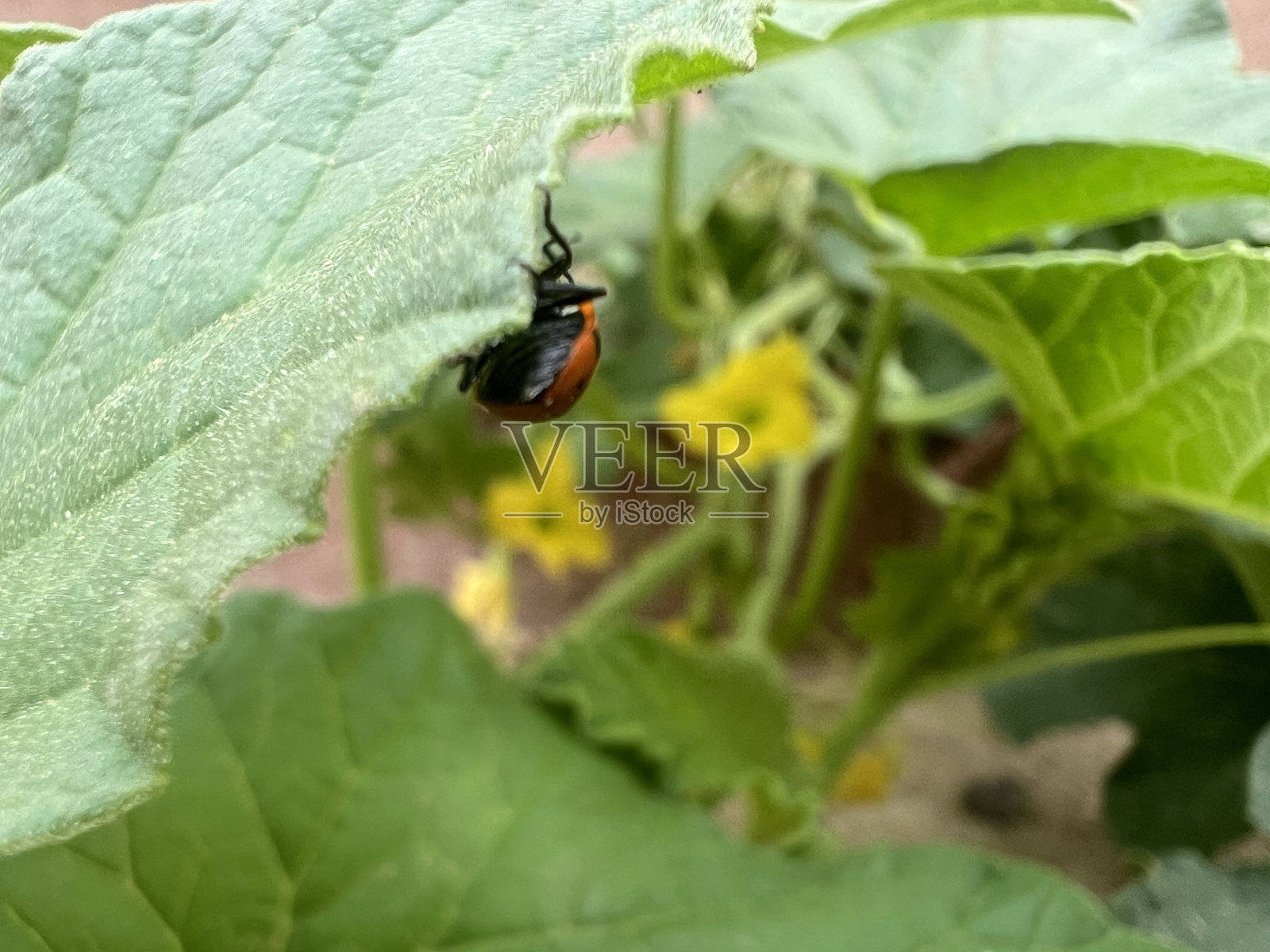 叶子上的瓢虫照片摄影图片