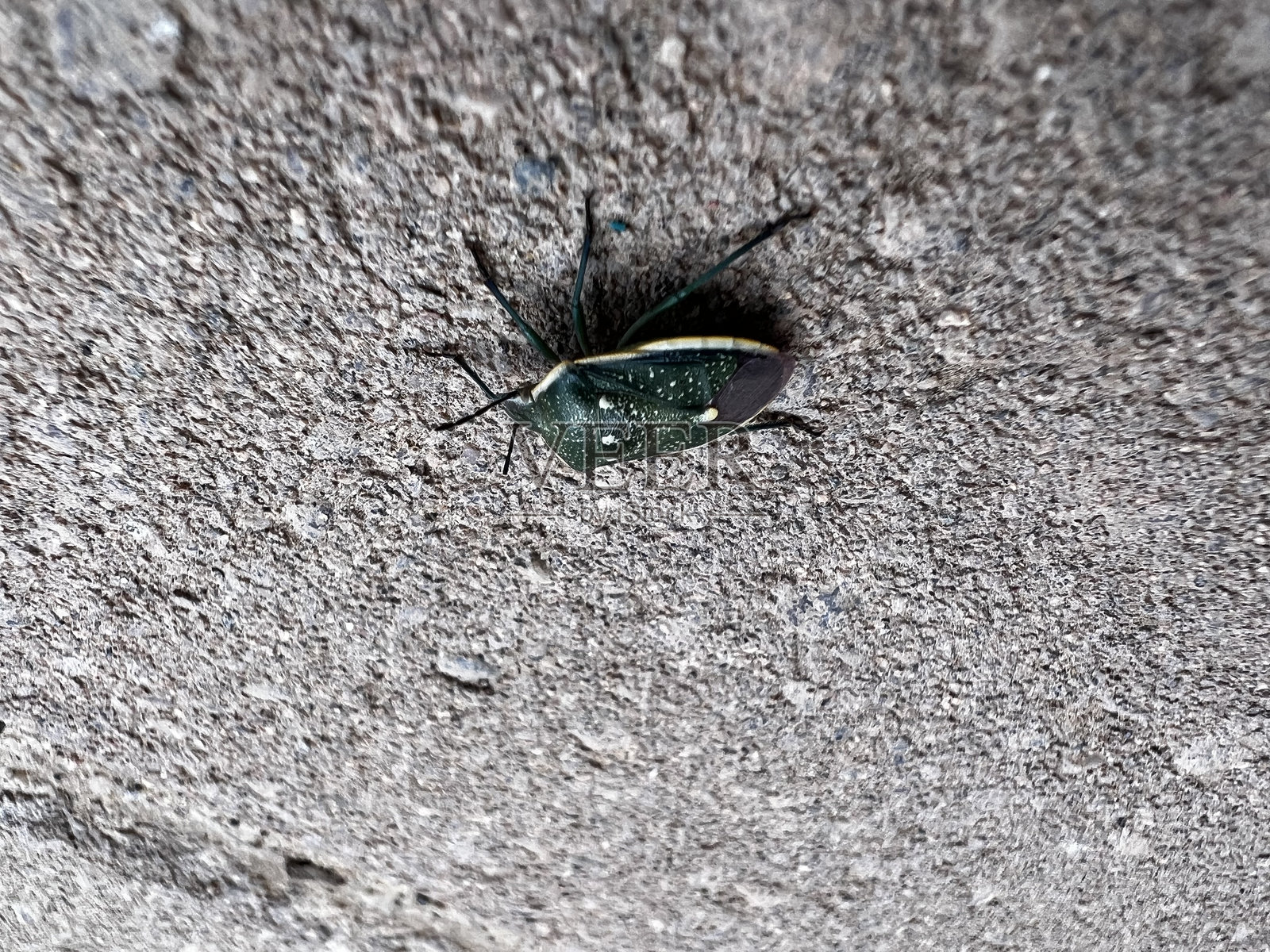 绿色甲虫在混凝土上照片摄影图片