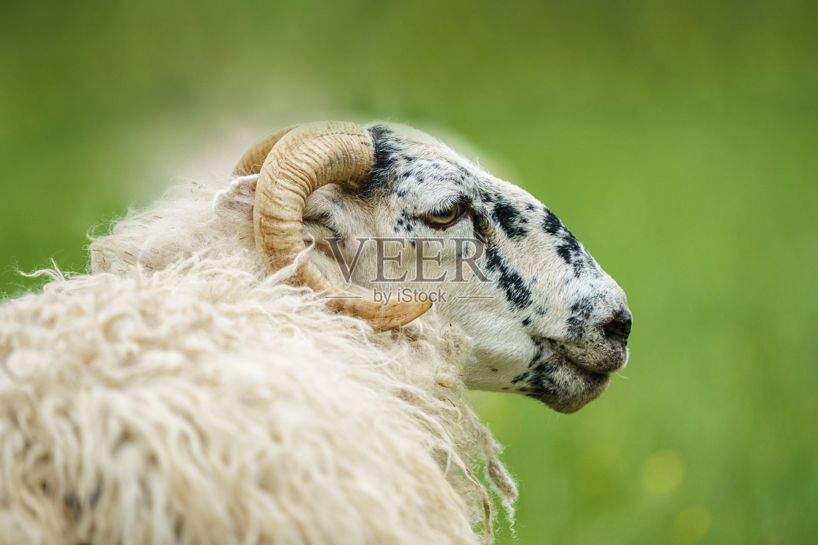 苏格兰黑脸羊照片摄影图片