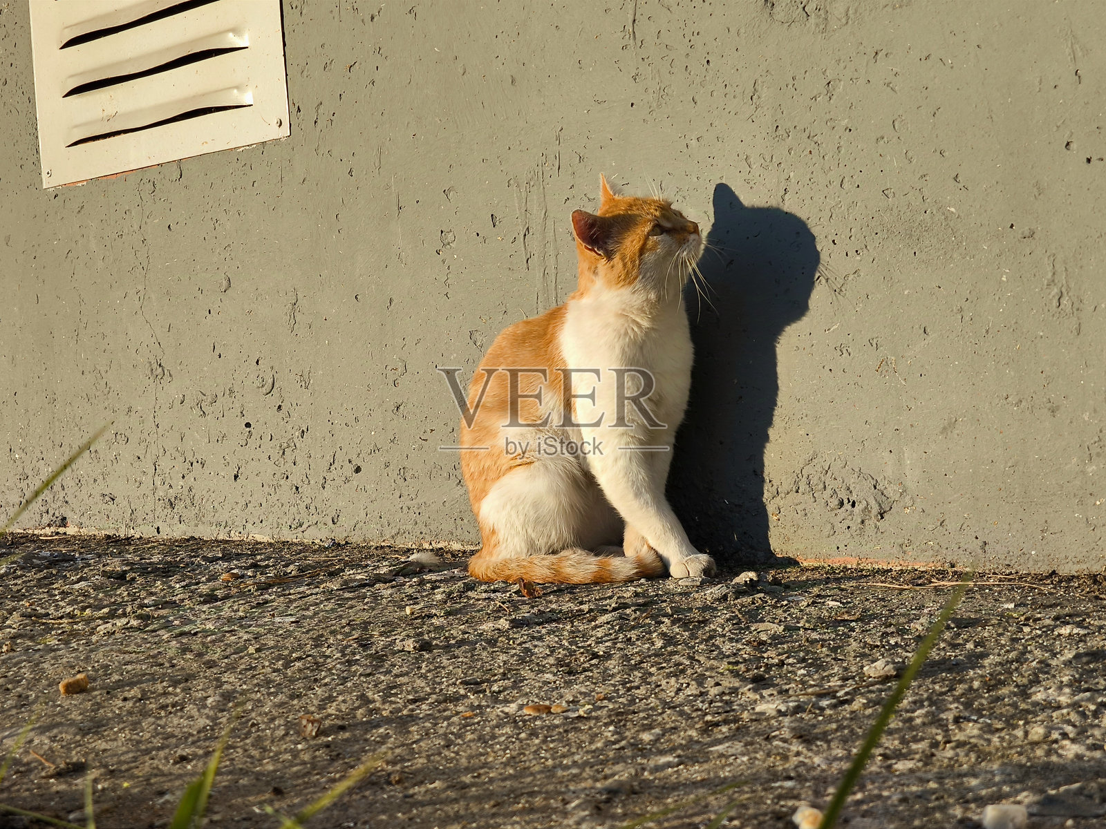 一只美丽的红发猫在街上照片摄影图片