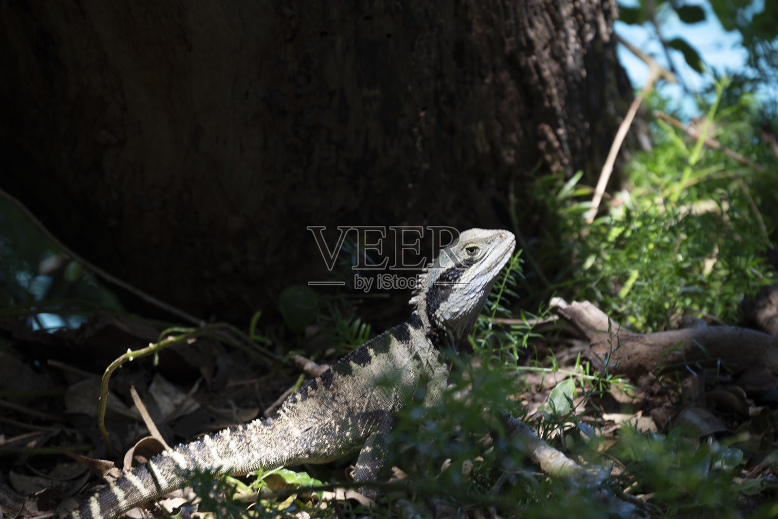 东方水龙照片摄影图片