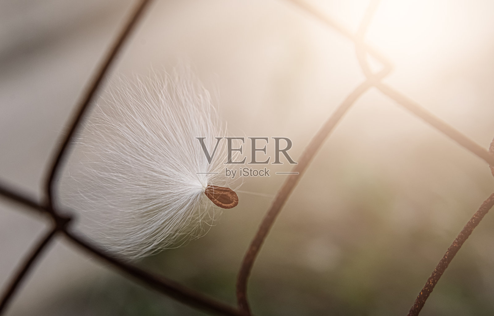 一颗被风吹拂的奶草(Asclepias tuberosa)种子,准备飞向空中。常见的奶草被称为蝴蝶花、桑树、丝绸燕尾蝶和弗吉尼亚桑树。特写镜头照片摄影图片