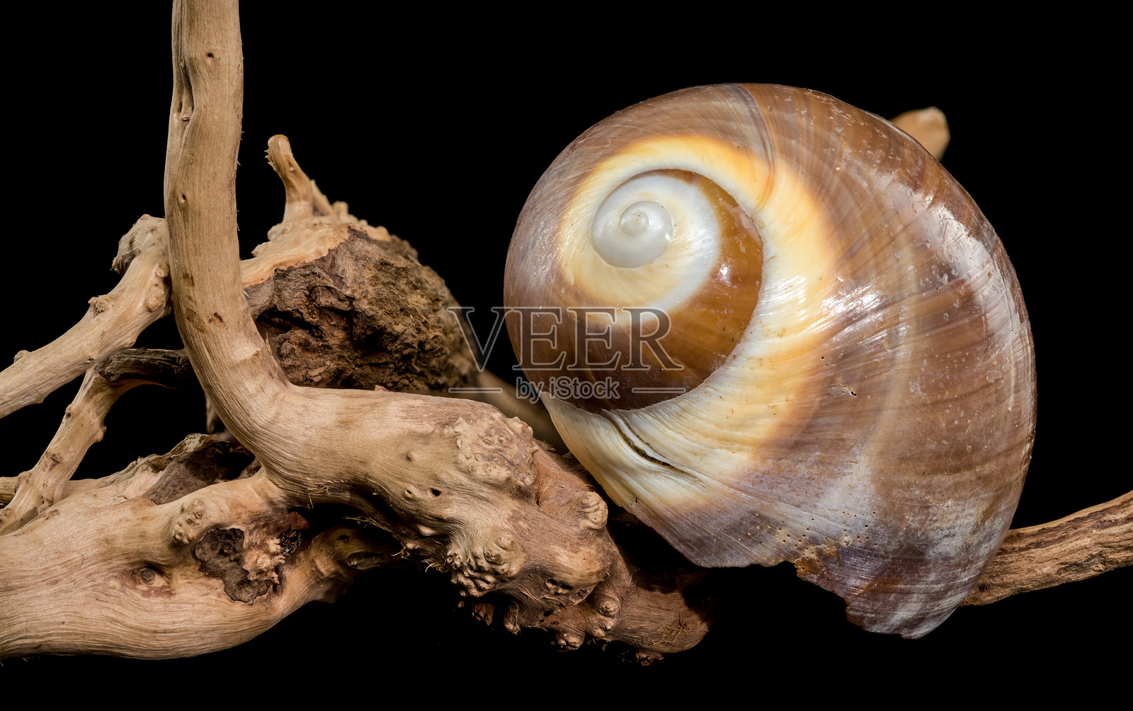 黑色背景上的棕色月螺壳照片摄影图片