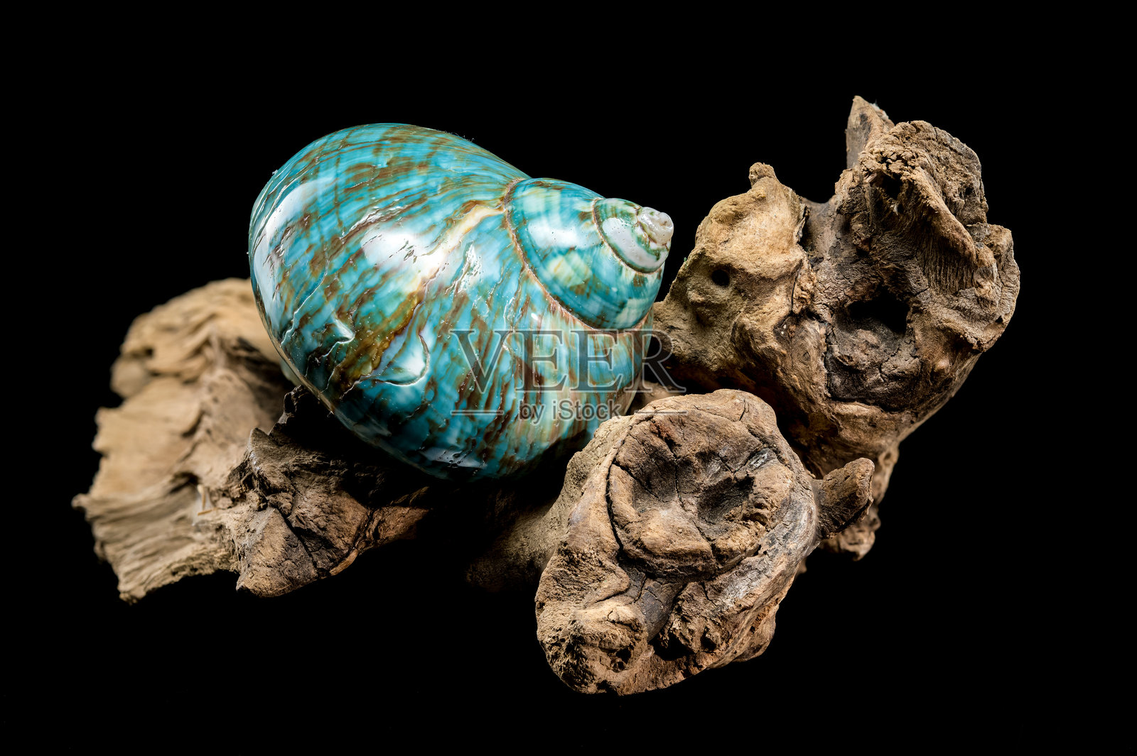 抛光的绿松石鹦鹉螺壳照片摄影图片