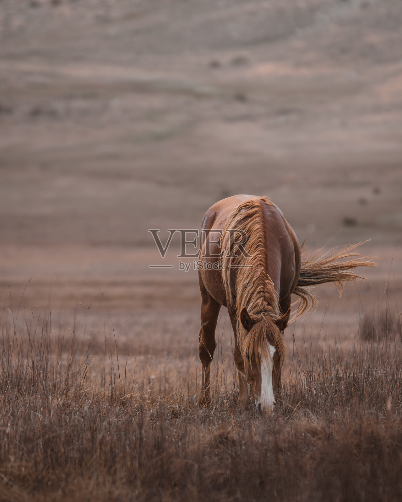 平原上的吃草马照片摄影图片