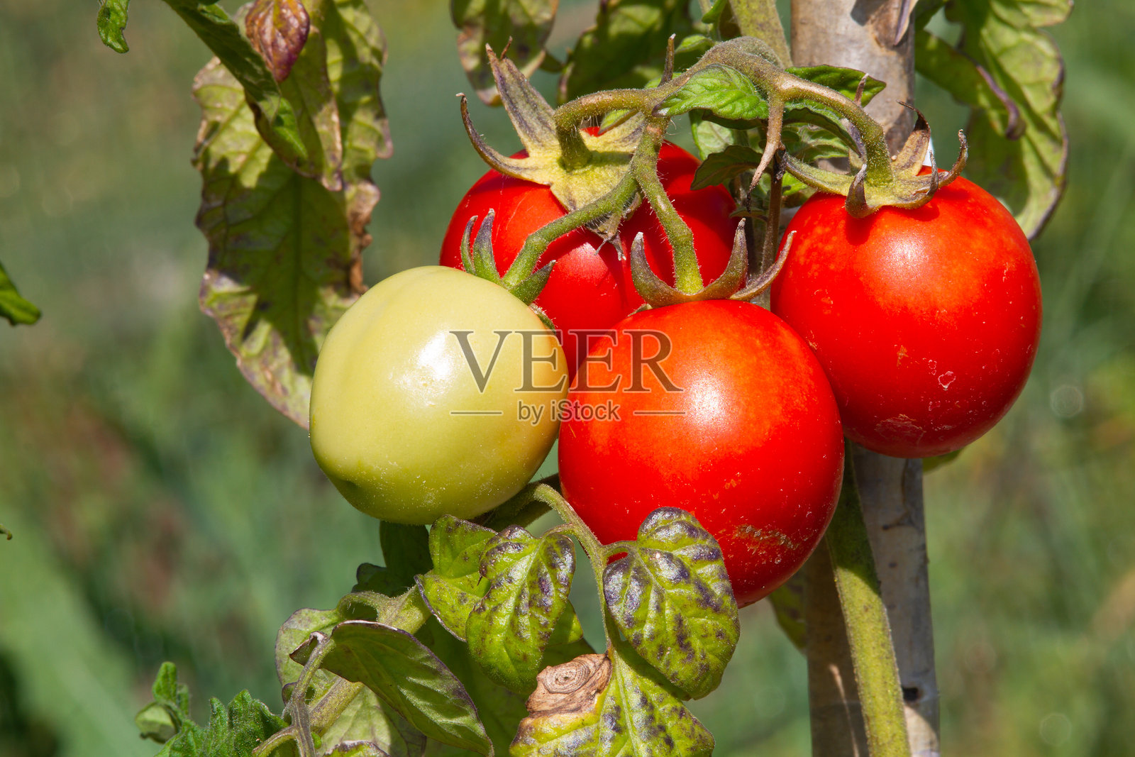 四个西红柿在灌木上生长照片摄影图片