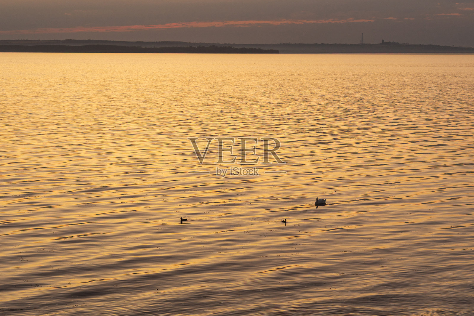 冬季日落时分的湖面天鹅照片摄影图片