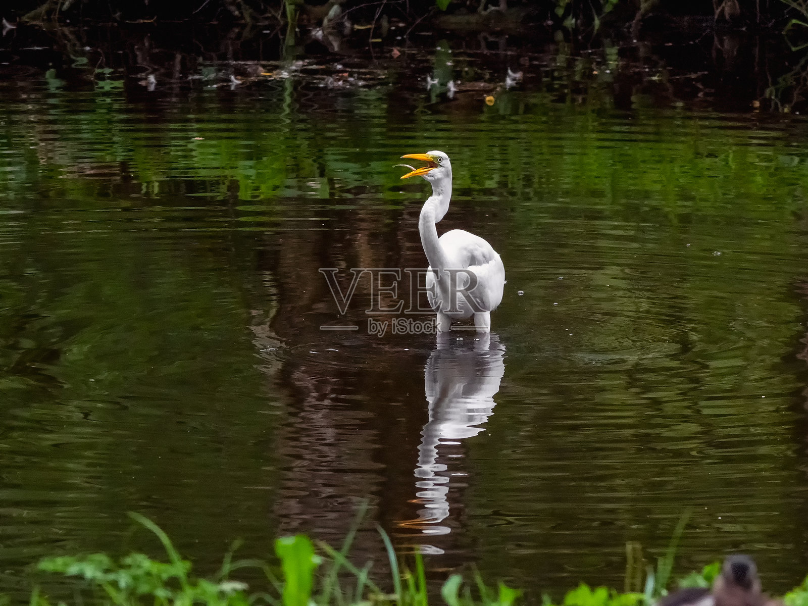 苍鹭嘴中的飞鱼。苍鹭在野外。照片摄影图片
