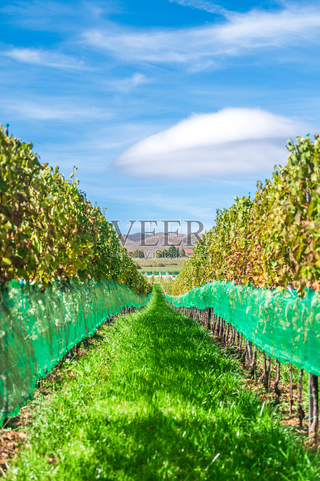 一片郁郁葱葱的葡萄园延伸至地平线,远处的山丘上矗立着风力发电机。照片摄影图片