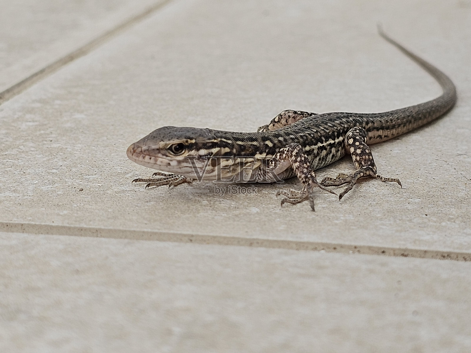 蜥蜴科照片摄影图片