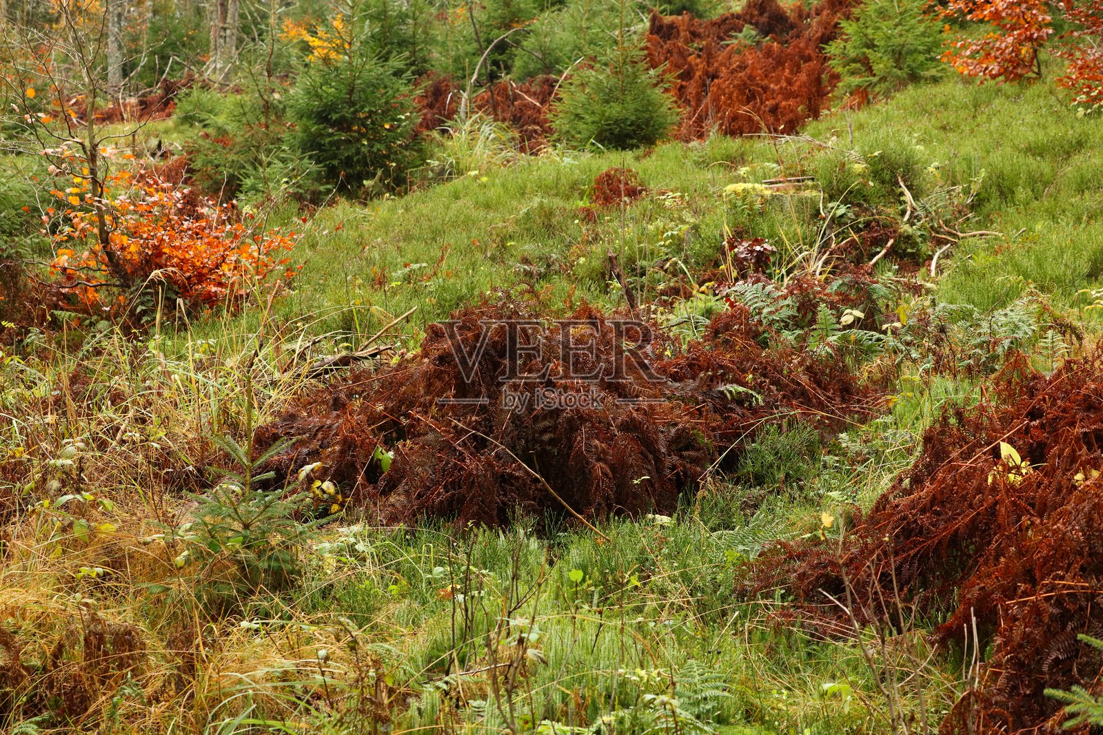 植被生长季节的结束照片摄影图片