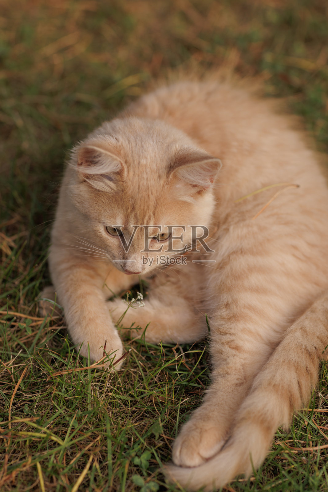 一只好奇而毛茸茸的橘色小猫在户外探险。照片摄影图片