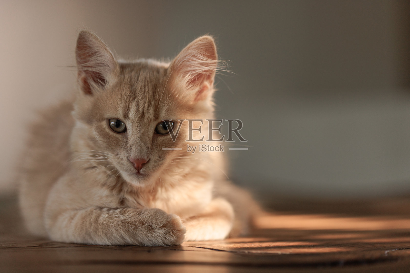 4个月大的迷人而有魅力的姜黄色小猫正在看着镜头。照片摄影图片