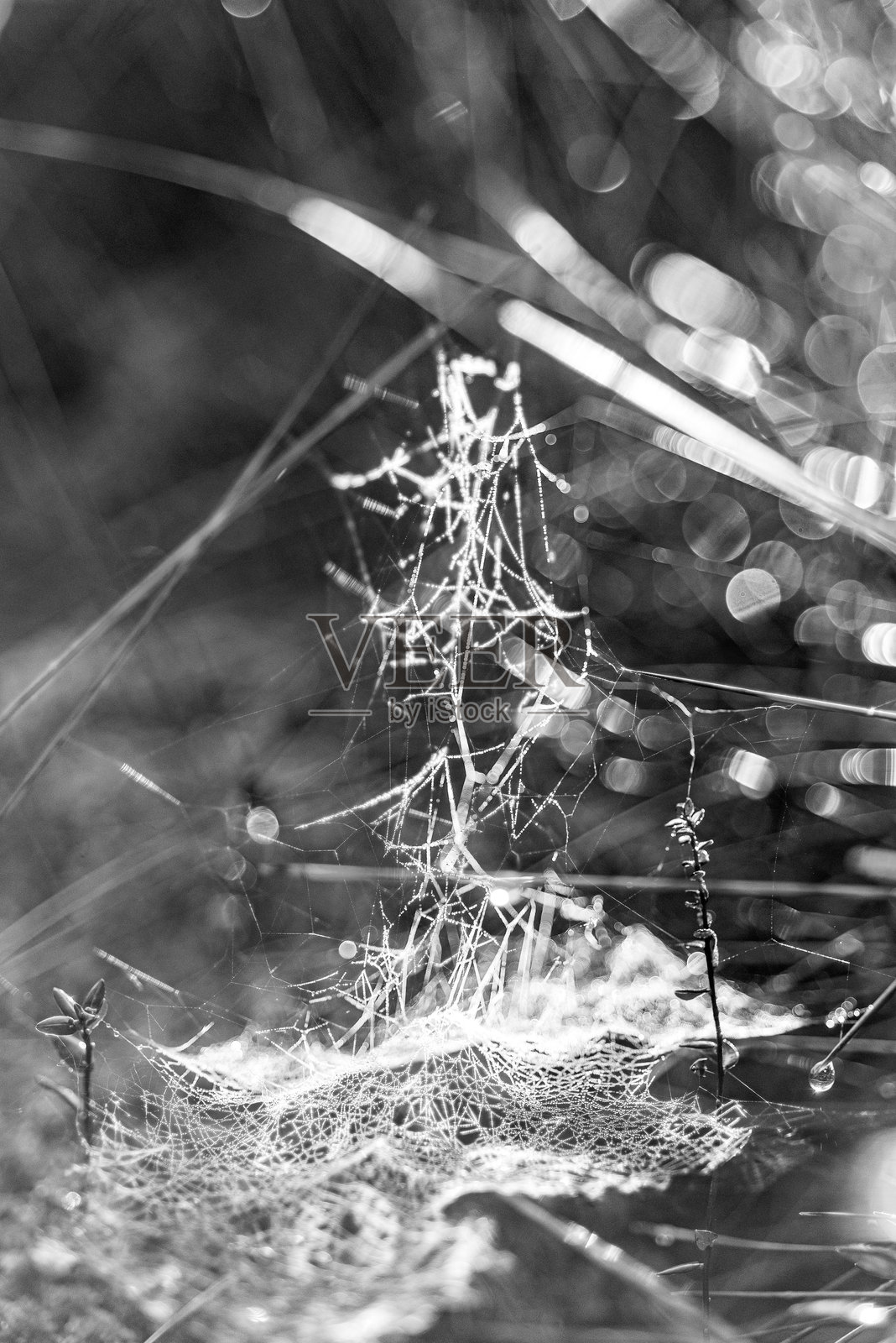 黑白蜘蛛网的特写宏观照片,自然形成照片摄影图片