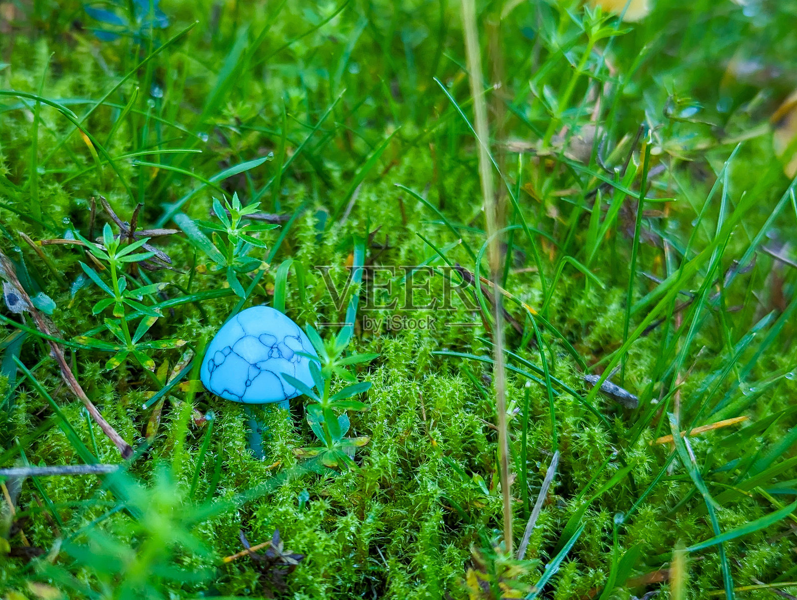 藏在草丛中的蘑菇照片摄影图片