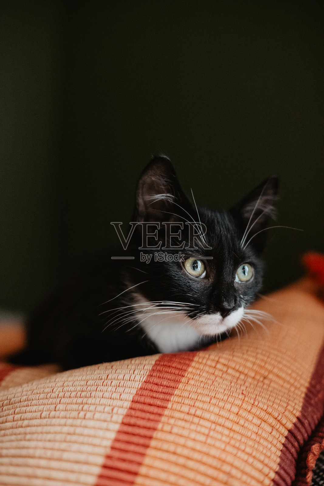 黑色小猫在深绿色墙壁旁的沙发上,睡在红色枕头上,脖子和肚子是白色的。照片摄影图片