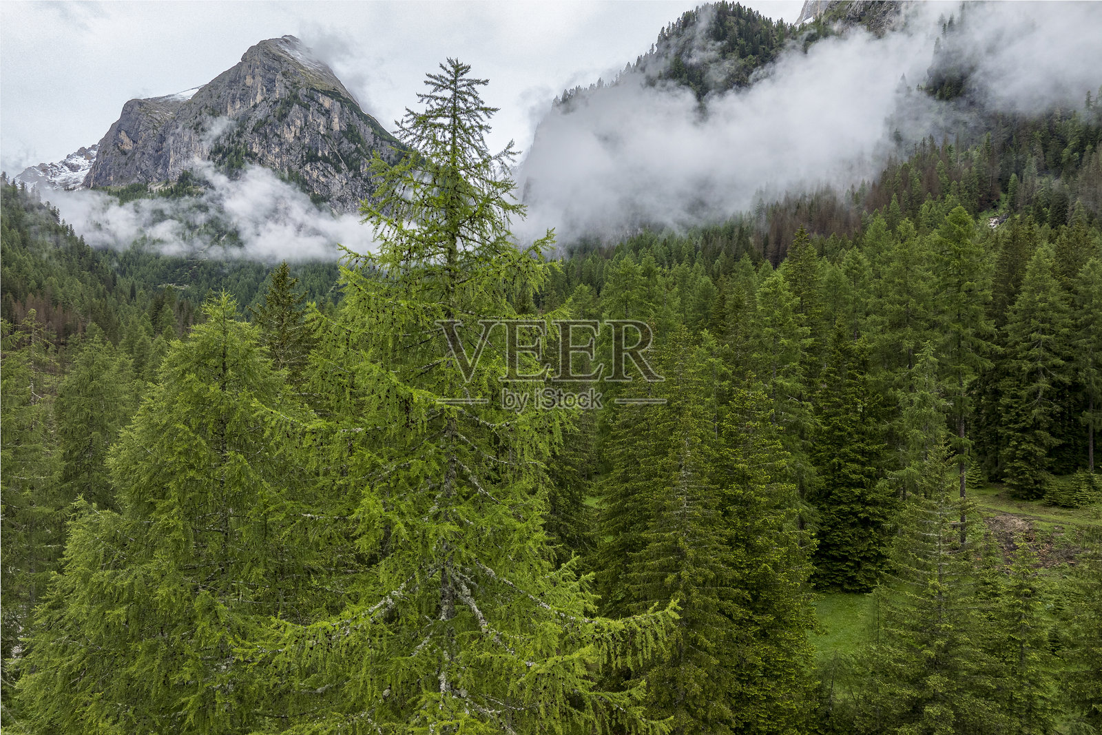 多洛米蒂山脉的森林风景照片摄影图片