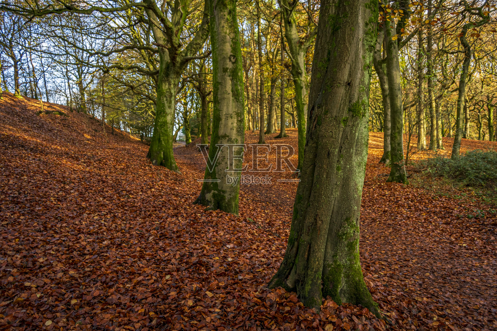 坦德山乡村公园的秋天最后色彩照片摄影图片