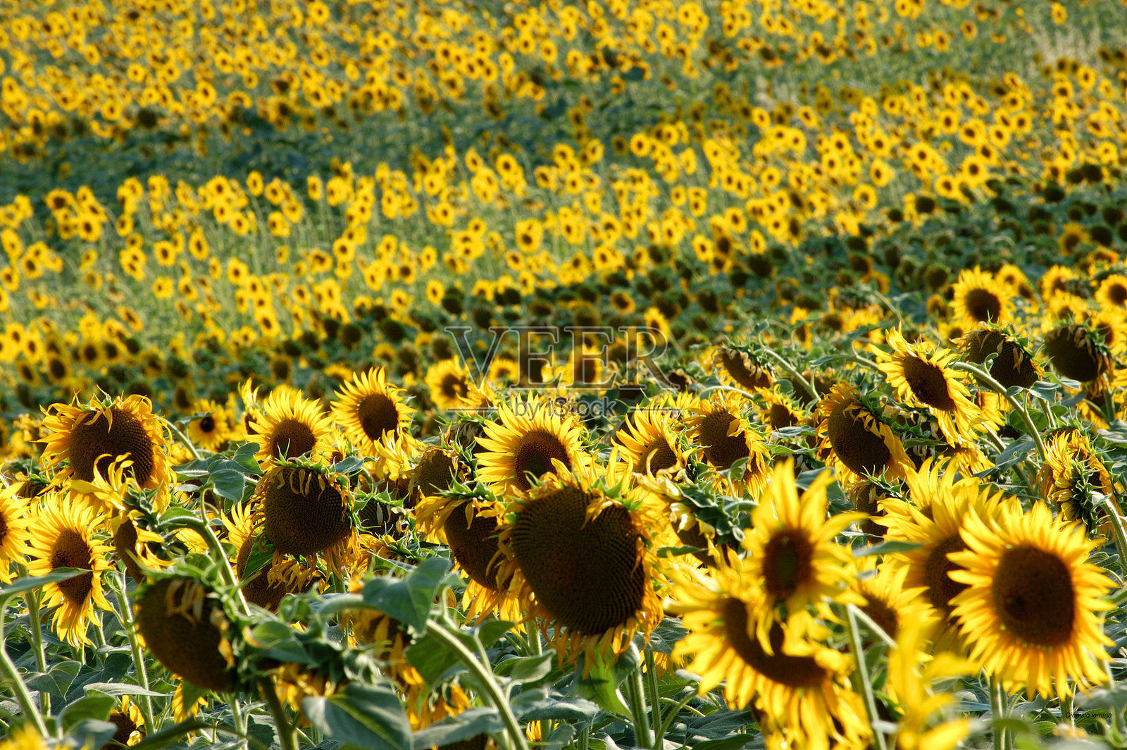 马尔凯风景照片摄影图片