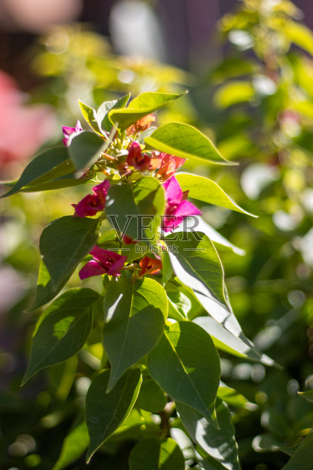 红色的九重葛花和绿色的叶子在自然背景下照片摄影图片