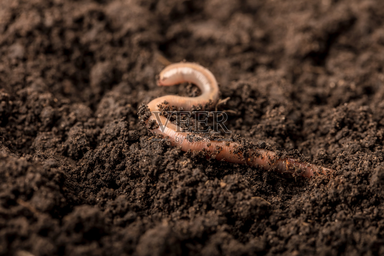 土壤中的蚯蚓照片摄影图片