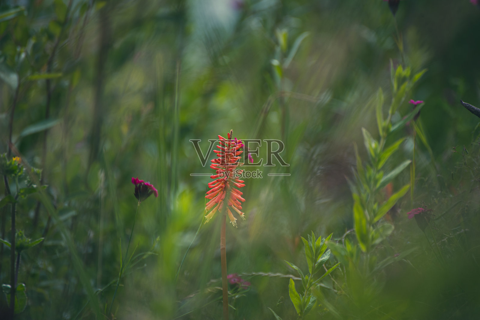 红热火箭植物的特写镜头照片摄影图片