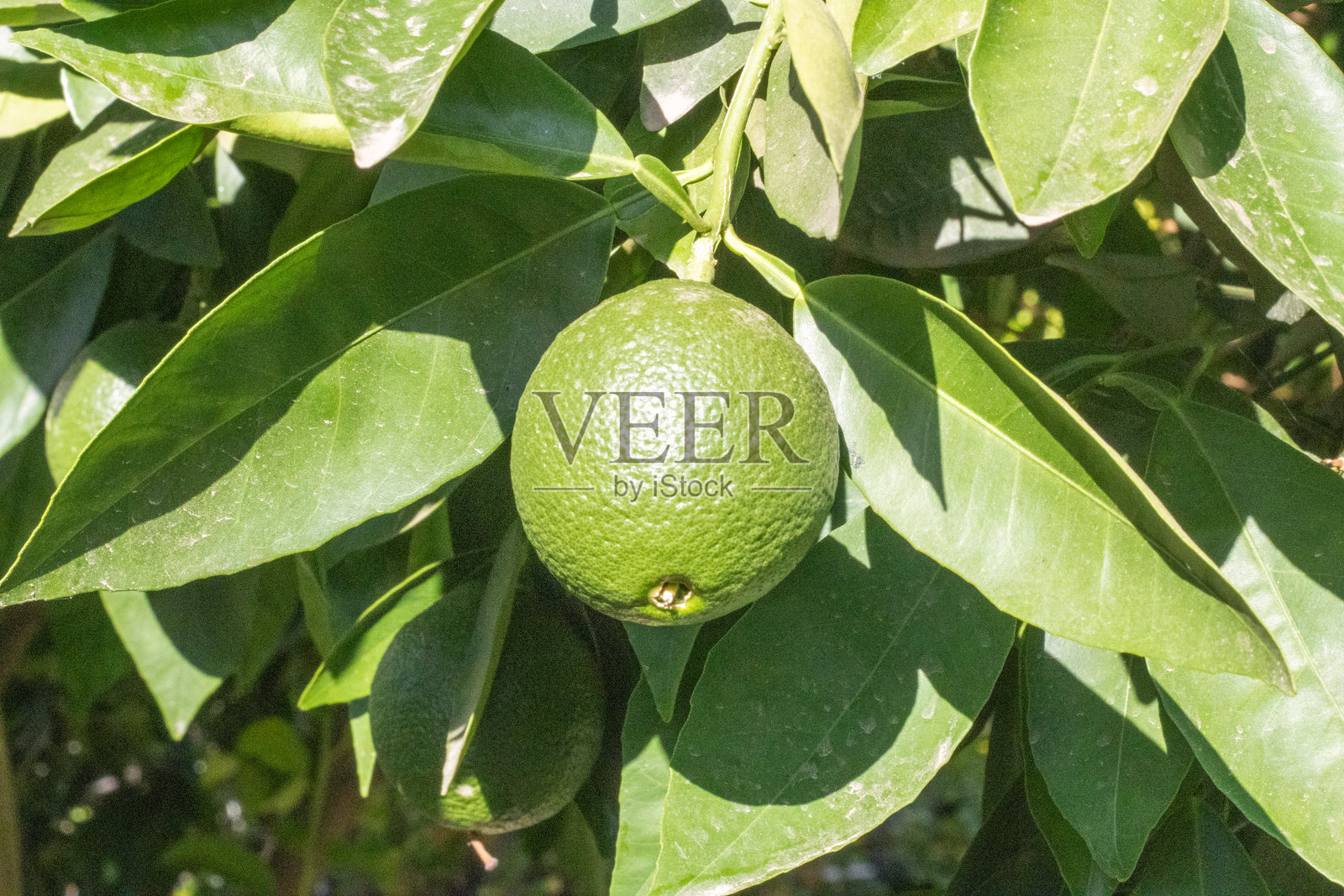 苦橙,酸橙,塞维利亚橙 Citrus × aurantium照片摄影图片