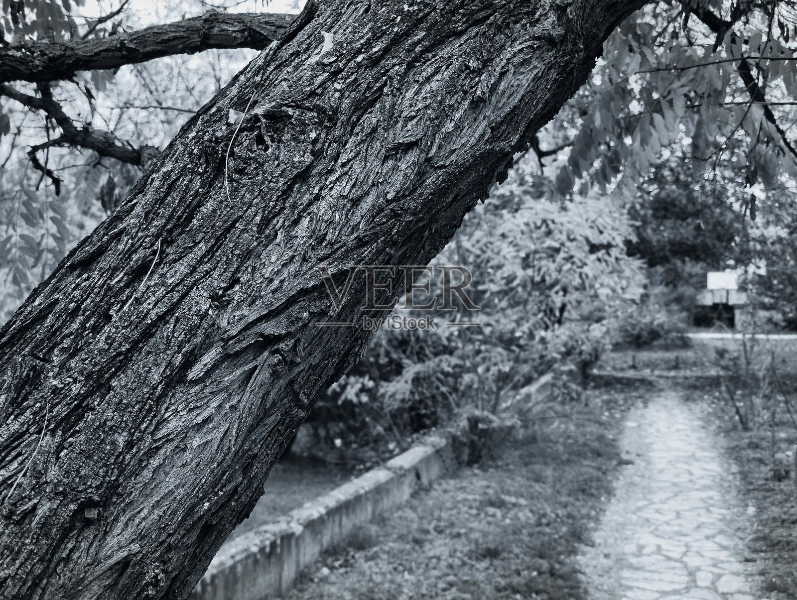 公园里的树枝照片摄影图片