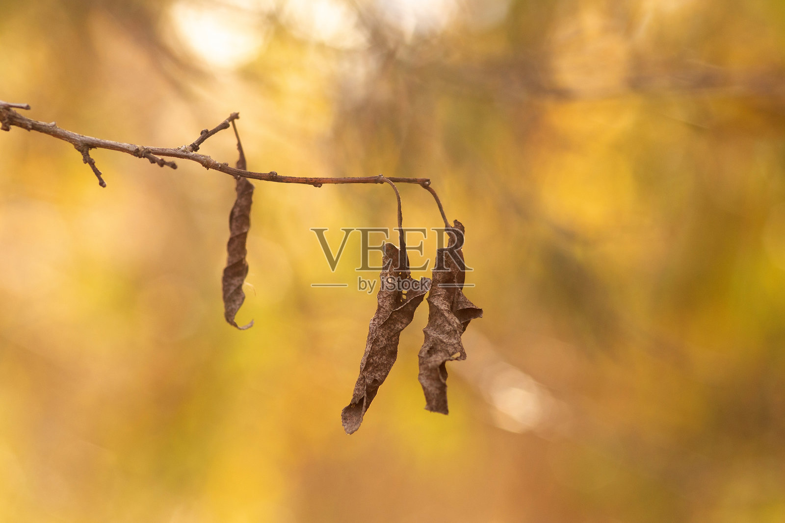 树上的秋叶照片摄影图片