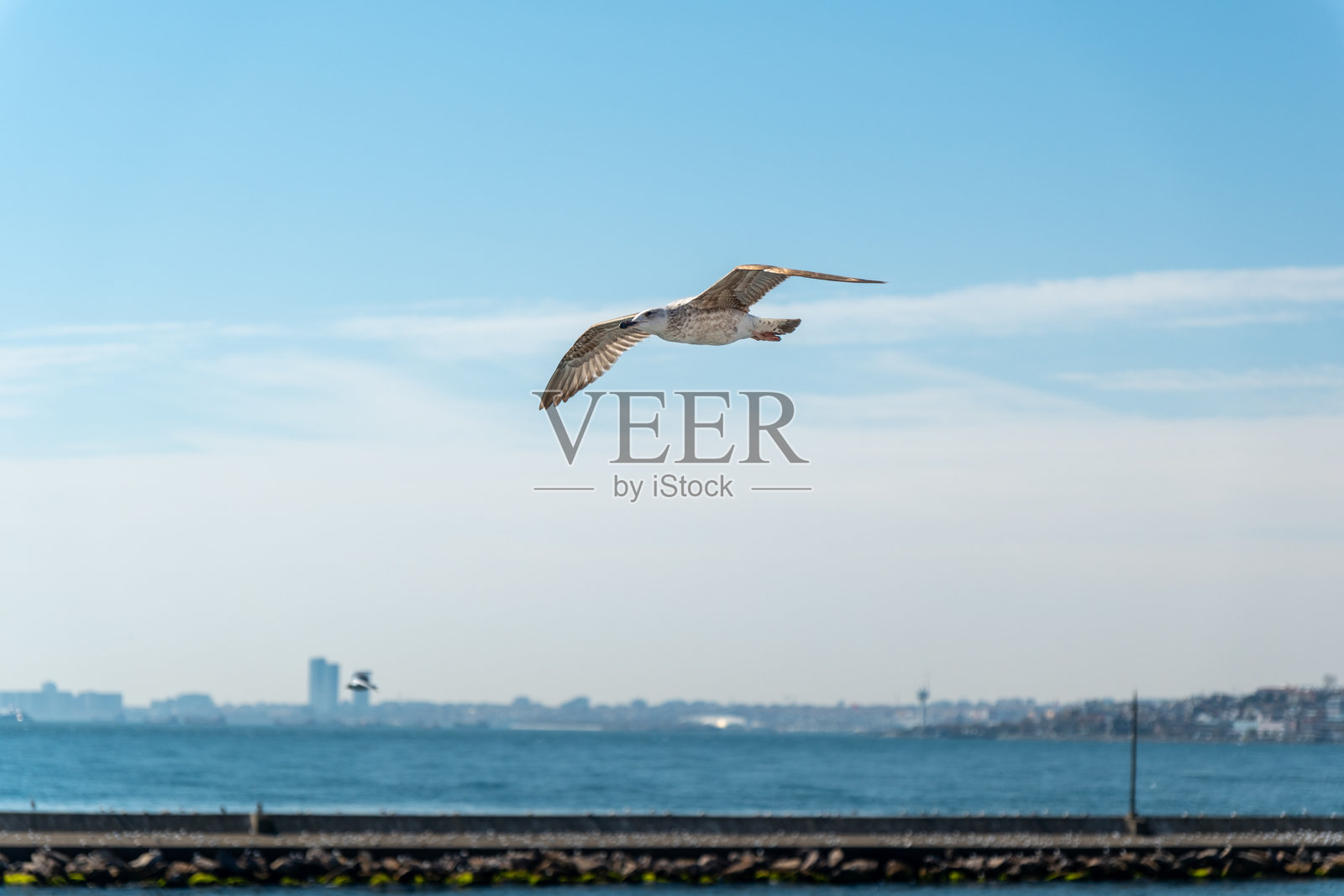 高分辨率特写照片,展现一只飞翔的海鸥照片摄影图片