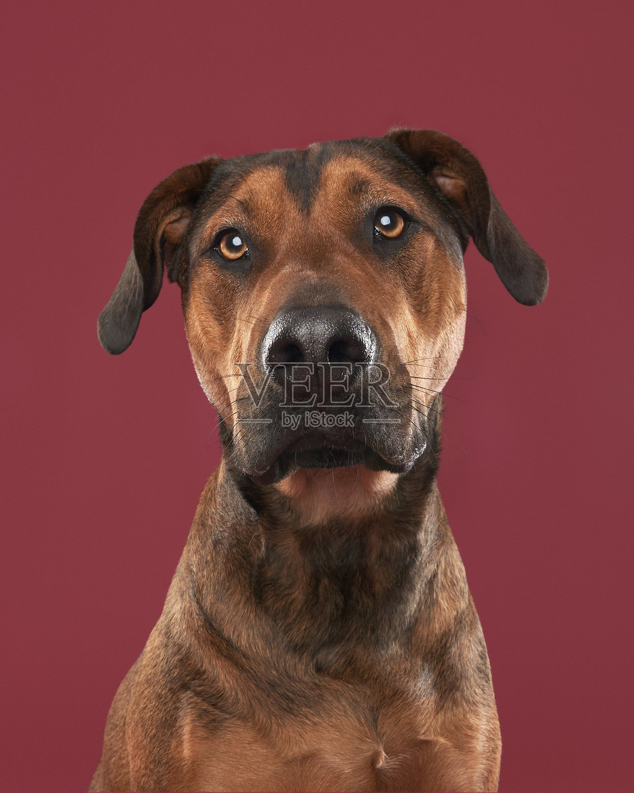 混血犬特写肖像照片摄影图片