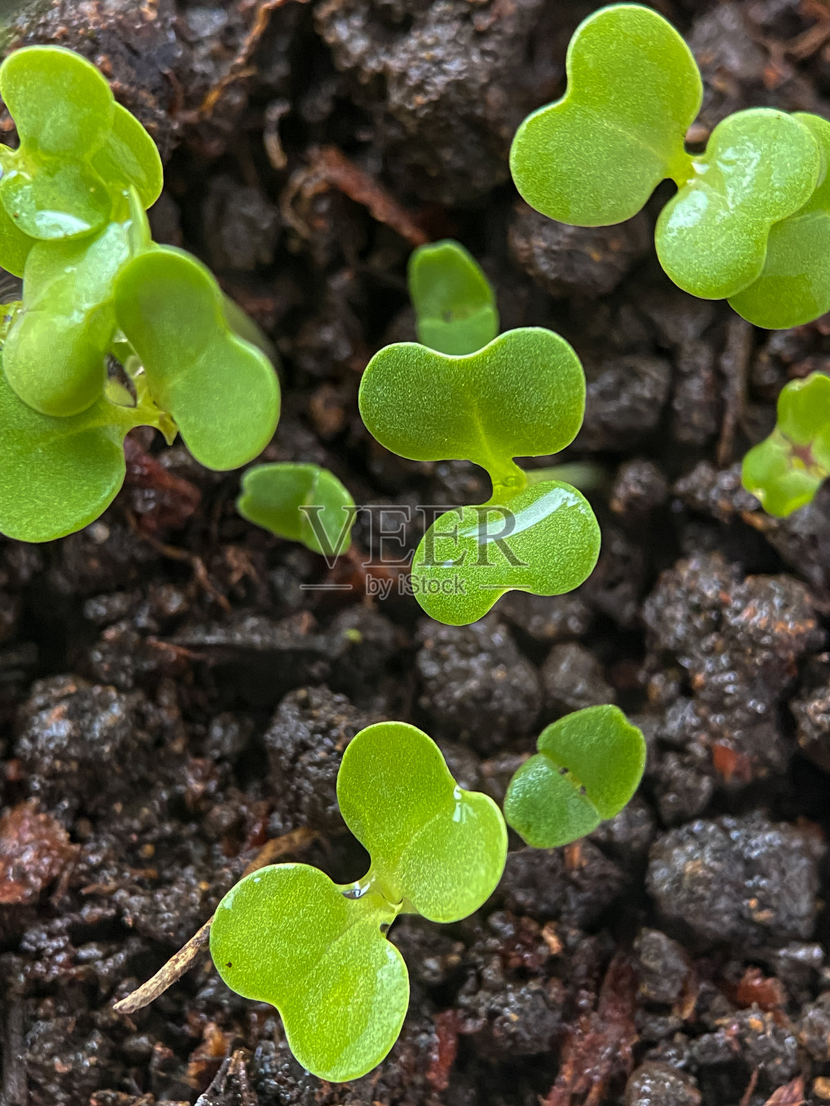 种子小白菜蔬菜照片摄影图片