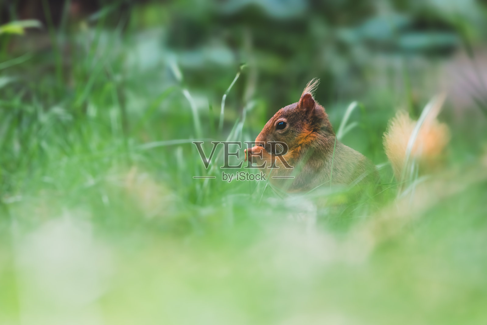 红松鼠照片摄影图片