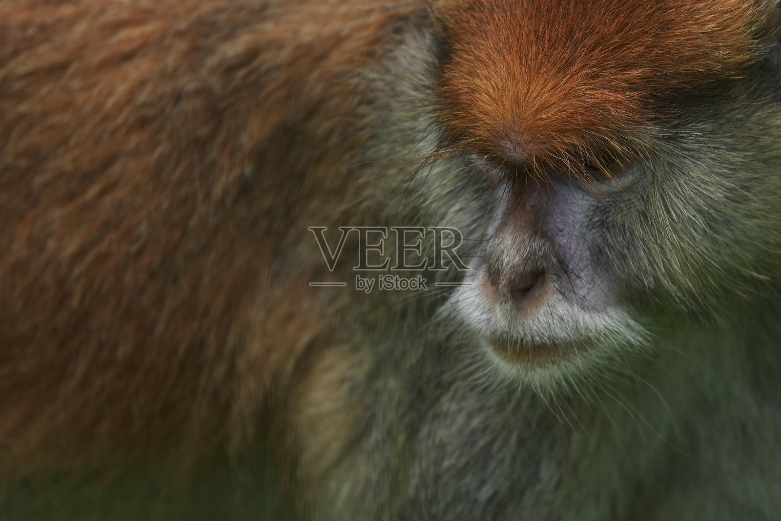 巴巴里猕猴的特写镜头照片摄影图片