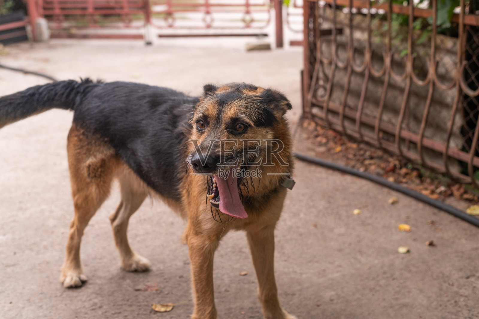 愤怒的狗伸出了舌头照片摄影图片