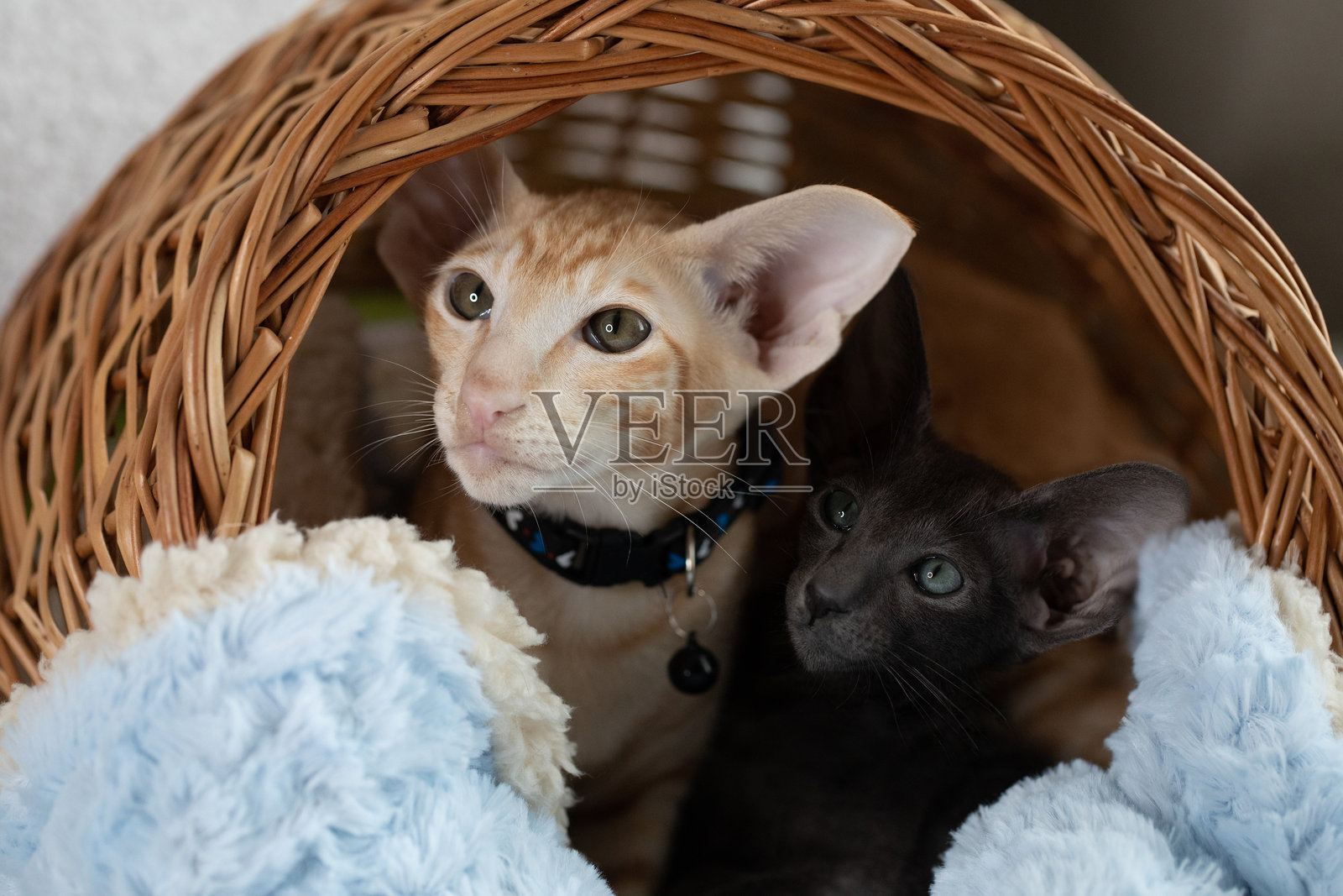 两只可爱的纯种红黑色东方小猫,耳朵大,坐在白色毛巾上的圆形藤篮里,焦点选择。照片摄影图片